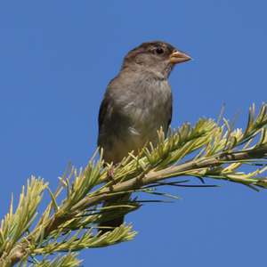 House Sparrow