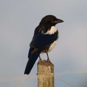 Black-billed Magpie