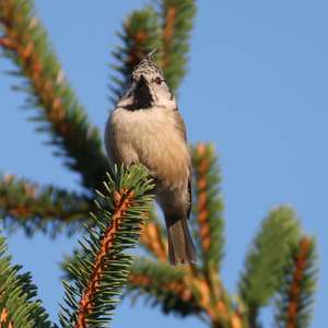 Crested Tit