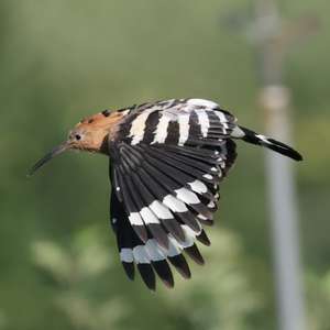 Eurasian Hoopoe
