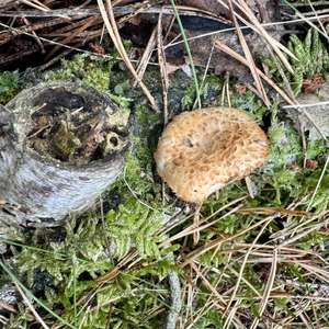 Spring Polypore