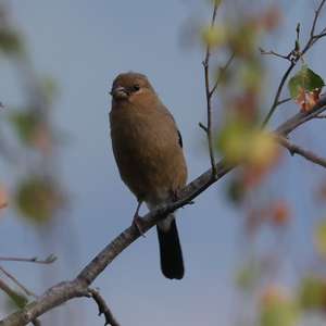 Eurasian Bullfinch