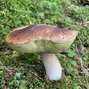King Bolete