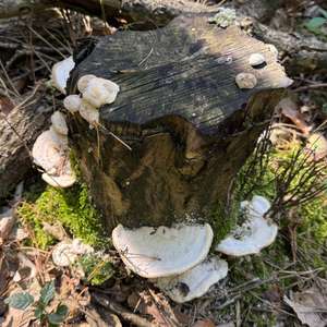 Beech Bracket