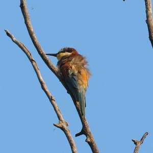 European Bee-eater