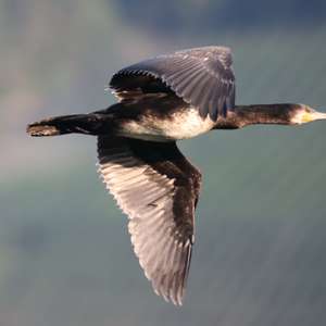 Kormoran