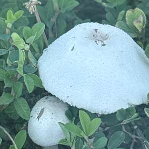 Horse Mushroom