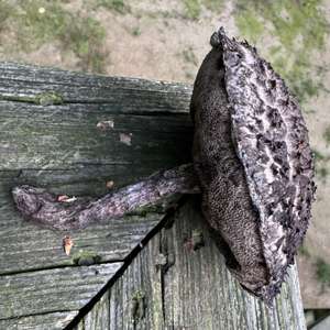 Old Man of the Woods