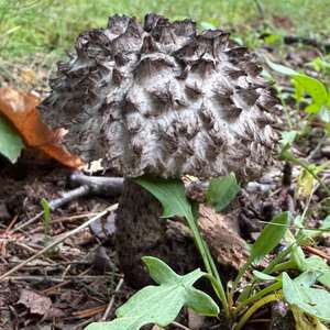 Old Man of the Woods