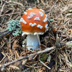 Fliegenpilz