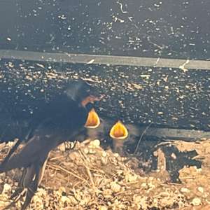 Mehlschwalbe