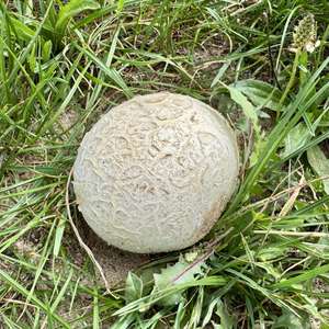Mosaic Puffball