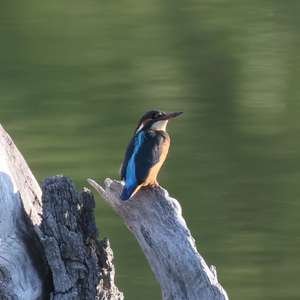 Eisvogel