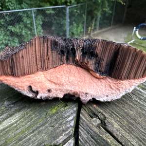 Old Man of the Woods