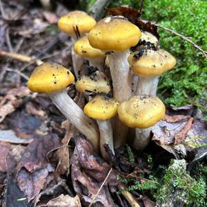 Unknown Species