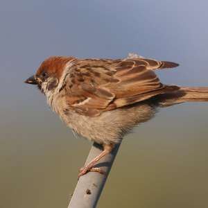 Eurasian Tree Sparrow
