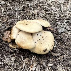 Clustered Grey-gill