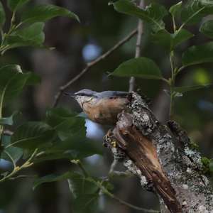 Wood Nuthatch