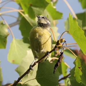 Blue Tit
