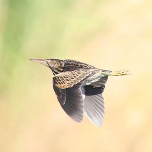 Little Bittern