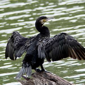 Kormoran