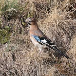 Eurasian Jay
