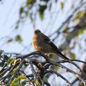 Eurasian Bullfinch