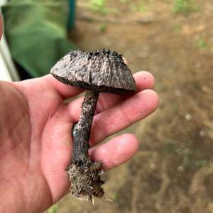 Old Man of the Woods