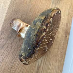 Unknown Species