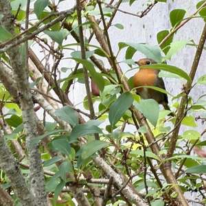European Robin