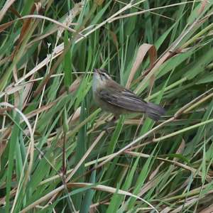 Sedge Warbler
