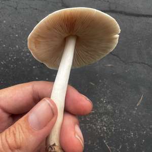Smooth Parasol