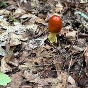 Unknown Species