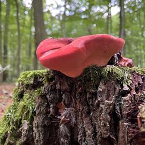 Beefsteak Polypore
