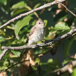 Spotted Flycatcher