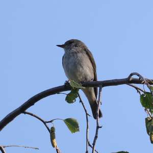Spotted Flycatcher