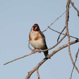 European Goldfinch