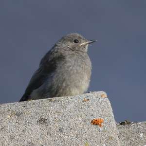 Black Redstart