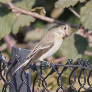 European Pied Flycatcher