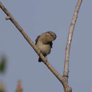 Eurasian Wryneck