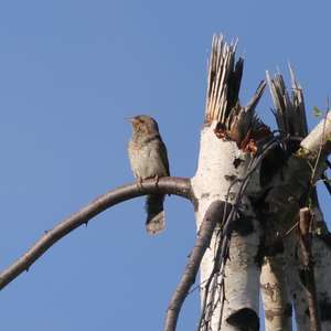 Eurasian Wryneck