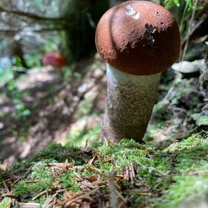 Red-capped Scaber Stalk
