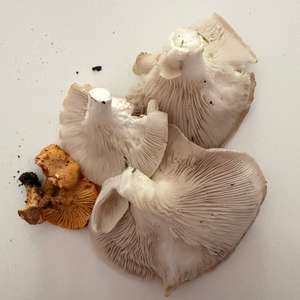 Unknown Species