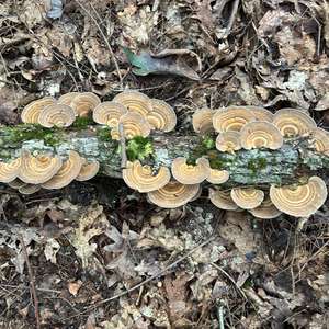 Unknown Species