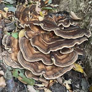 Black-staining Polypore