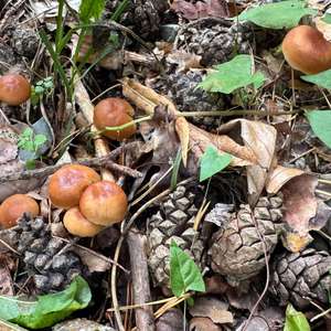 Waldfreundrübling