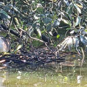 Great Crested Grebe