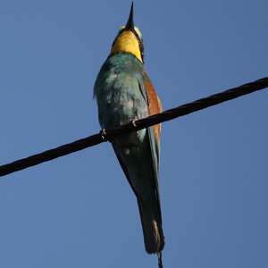 European Bee-eater