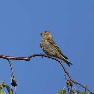 European Goldfinch
