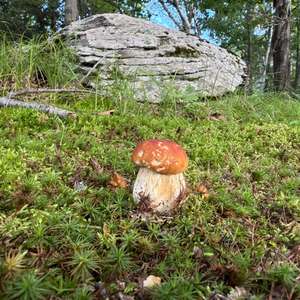 King Bolete